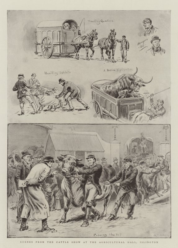 Scener fra kvægudstillingen i Agricultural Hall, Islington af S.T. Dadd