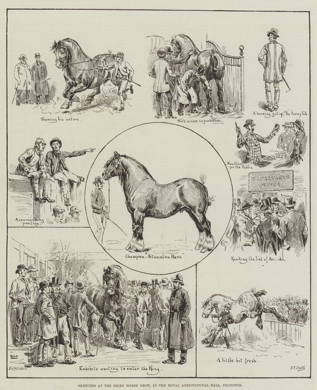 Skitser ved Shire Horse Show, i Royal Agricultural Hall, Islington af S.T. Dadd