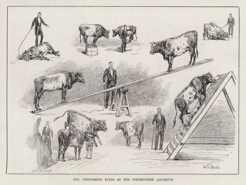 The Performing Bulls at the Westminster Aquarium (gravering) af S. T. Dadd