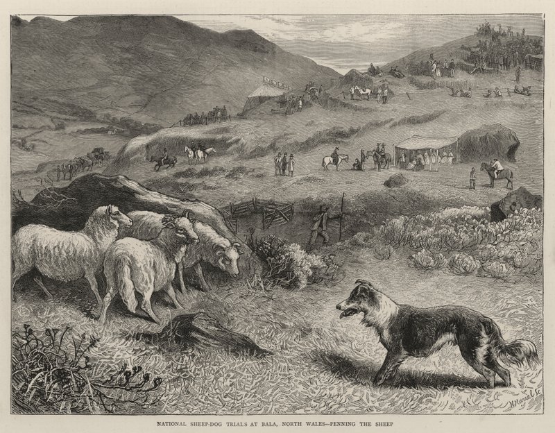Nationale fårehundeforsøg i Bala, North Wales, hvor fårene fældes af Samuel Edmund Waller