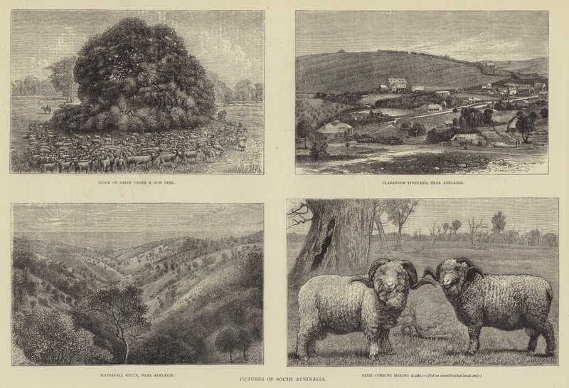 Billeder af South Australia af Samuel Edmund Waller