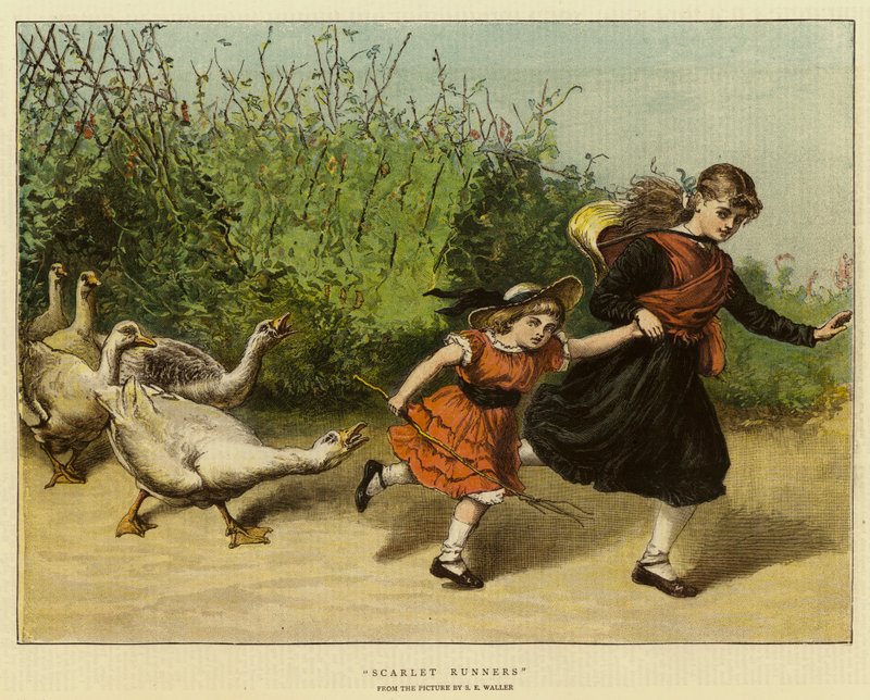 Scarlet Runners af Samuel Edmund Waller