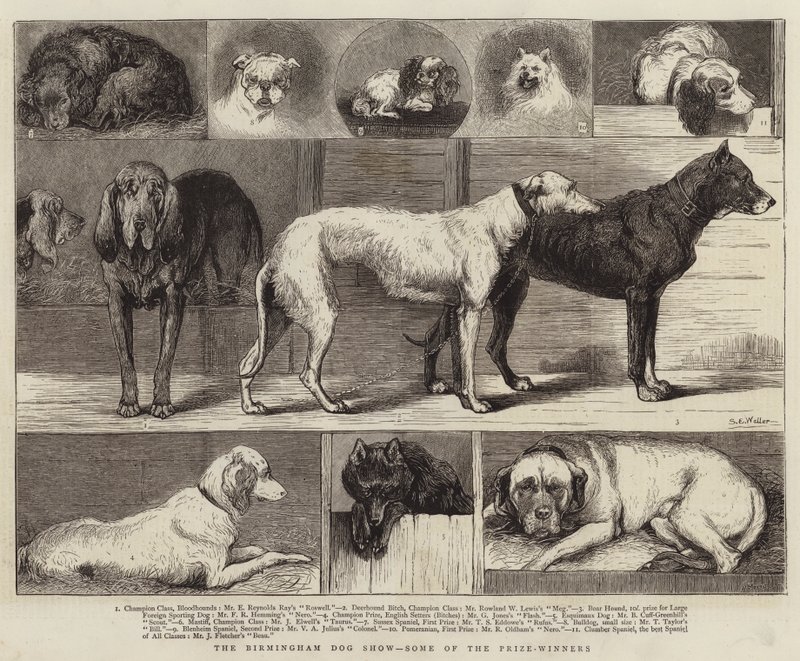 Birmingham Dog Show, nogle af prisvinderne af Samuel Edmund Waller