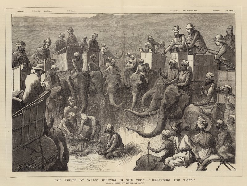 Prinsen af Wales på jagt i Terai og måler tigeren af Samuel Edmund Waller
