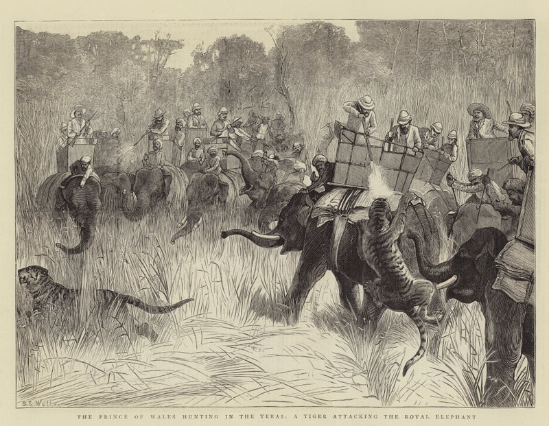 Prinsen af Wales på jagt i Terai, en tiger, der angriber den kongelige elefant af Samuel Edmund Waller