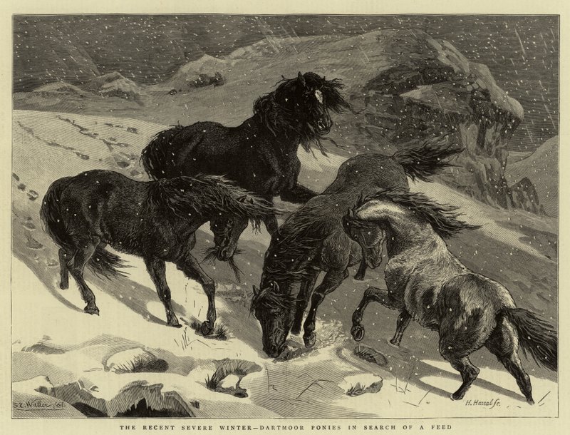 Den seneste strenge vinter, Dartmoor-ponyer på jagt efter foder af Samuel Edmund Waller