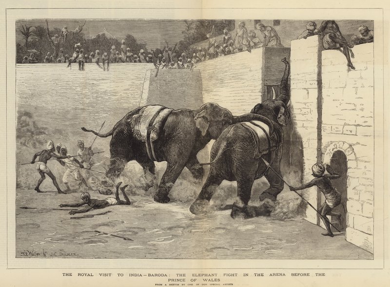 Det kongelige besøg i Indien, Baroda, elefantkampen i arenaen foran prinsen af Wales af Samuel Edmund Waller