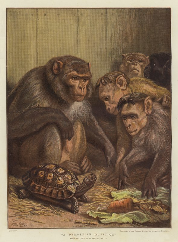 Et darwinistisk spørgsmål (chromolitho) af Samuel John Carter