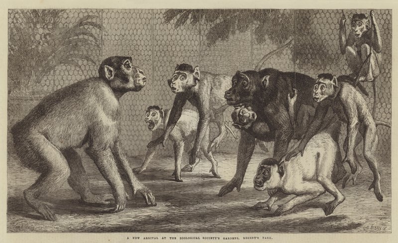 En nyankomst i Zoological Society