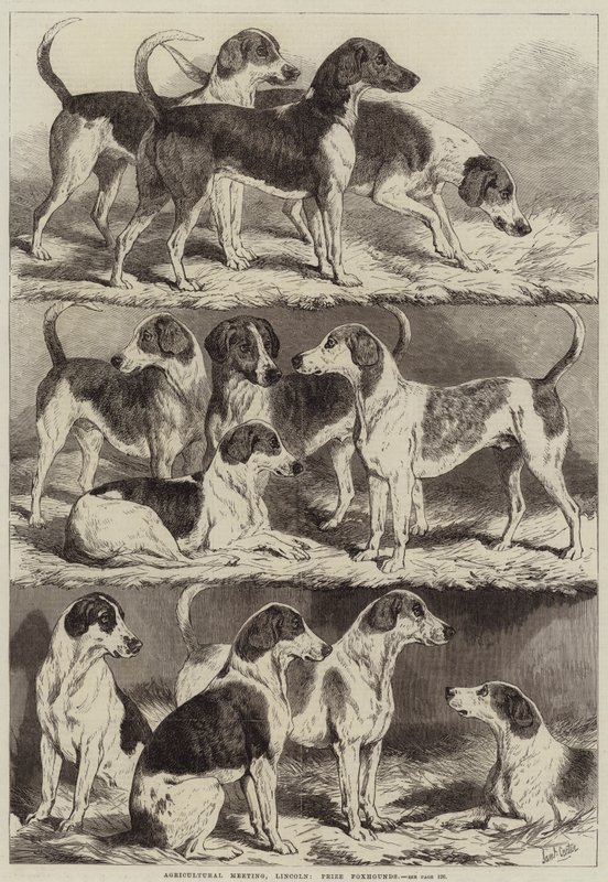 Landbrugsmøde, Lincoln, Prize Foxhounds af Samuel John Carter