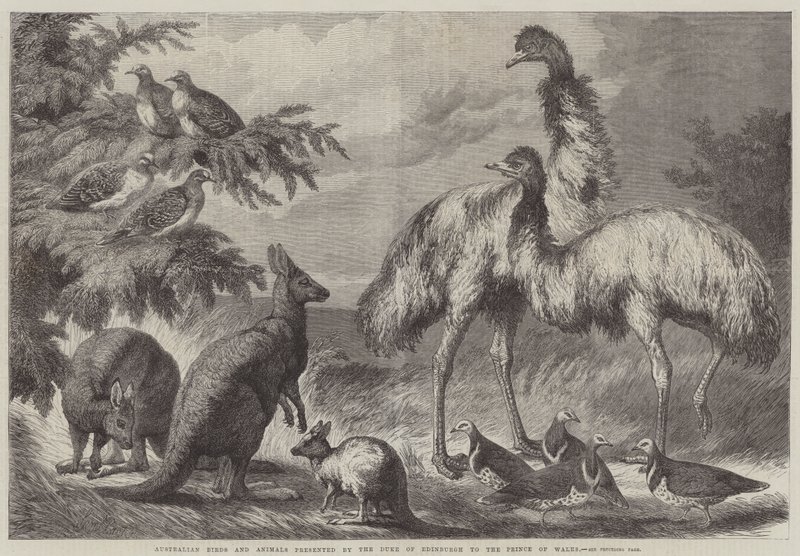 Australske fugle og dyr præsenteret af hertugen af Edinburgh til prinsen af Wales af Samuel John Carter