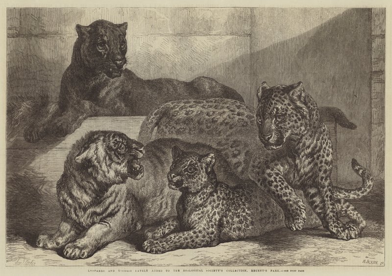 Leoparder og Tigress føjet for nylig til Zoologisk Selskabs samling, Regent