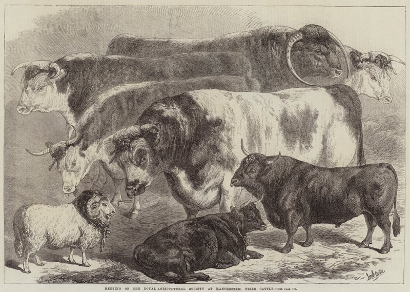 Møde i Royal Agricultural Society i Manchester, Prize Cattle af Samuel John Carter