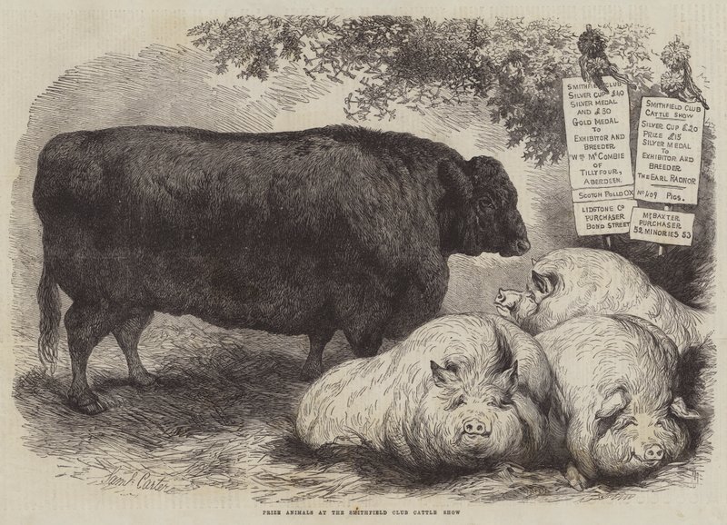 Præmiedyr ved Smithfield Club Cattle Show af Samuel John Carter