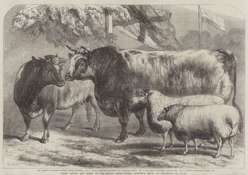 Præmie kvæg og får ved Royal Agricultural Society