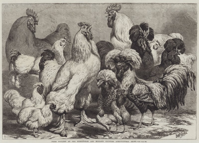 Præmie fjerkræ ved Birmingham og Midland Counties Agricultural Show af Samuel John Carter