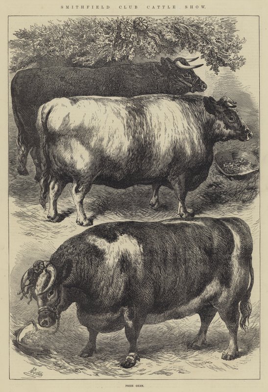 Smithfield Club Cattle Show, Prize Oxen af Samuel John Carter
