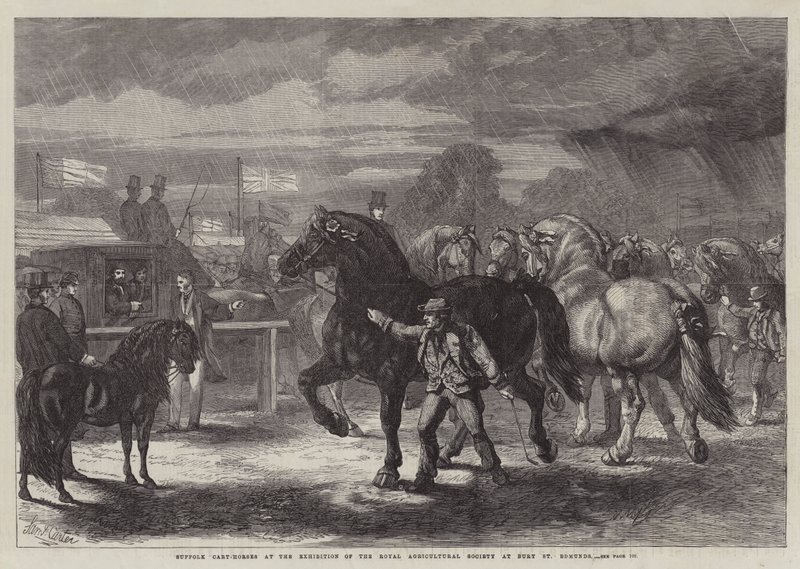 Suffolk Cart-Horses på udstillingen af Royal Agricultural Society i Bury St. Edmunds af Samuel John Carter