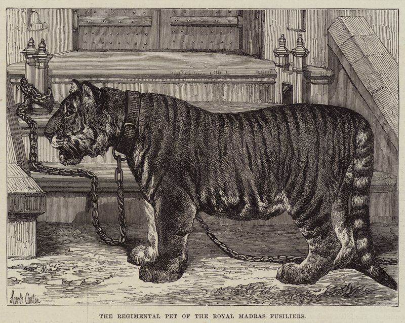 Regimental Pet af Royal Madras Fusiliers af Samuel John Carter