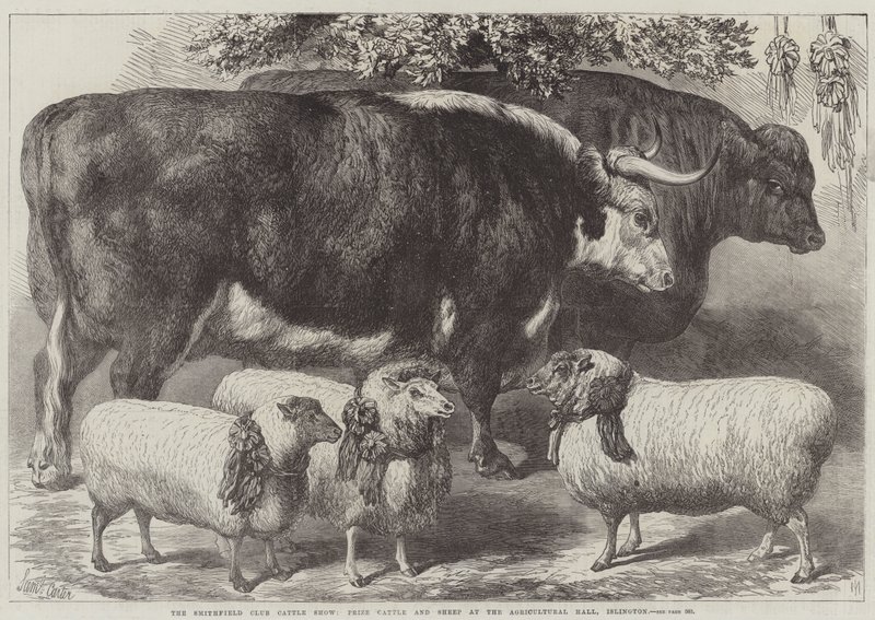 Smithfield Club Cattle Show, præmiekvæg og får i Agricultural Hall, Islington af Samuel John Carter