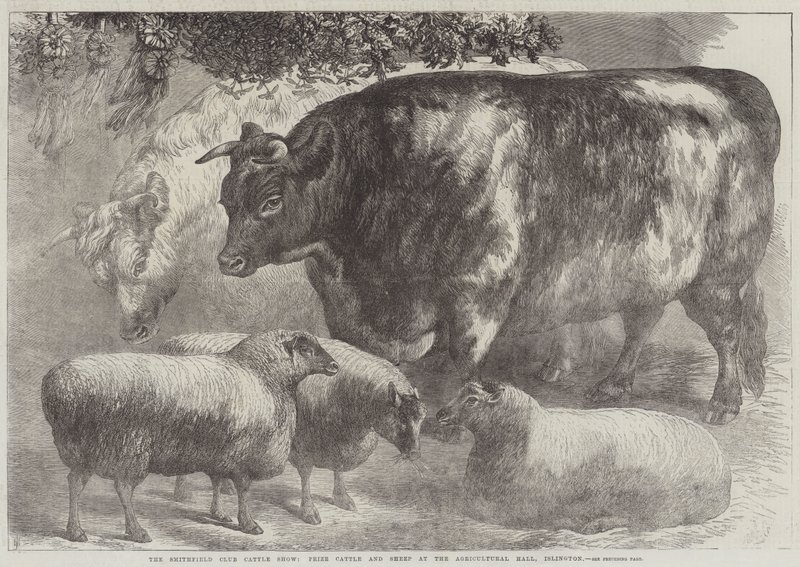 Smithfield Club Cattle Show, præmiekvæg og får i Agricultural Hall, Islington af Samuel John Carter