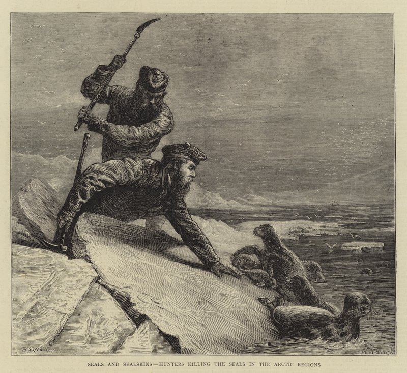 Sæler og sælskind, jægere, der dræber sælerne i de arktiske områder af Samuel Edmund Waller
