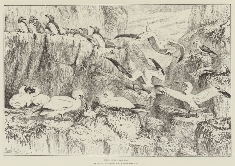 Fugle på Bass Rock, i Natural History Museum, South Kensington af Samuel John Carter