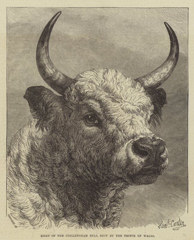 Leder af Chillingham Bull skudt af prinsen af Wales af Samuel John Carter