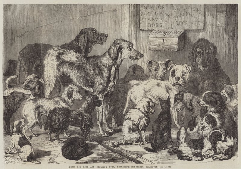 Hjem for fortabte og udsultede hunde, Hollingsworth-Street, Islington af Samuel John Carter