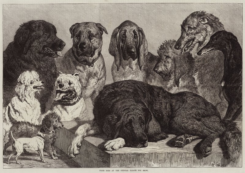 Præmiehunde på Crystal Palace Hundeudstilling af Samuel John Carter