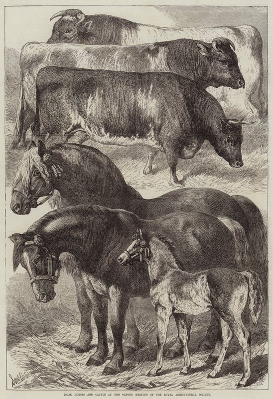 Præmieheste og kvæg ved Oxford Meeting of the Royal Agricultural Society af Samuel John Carter