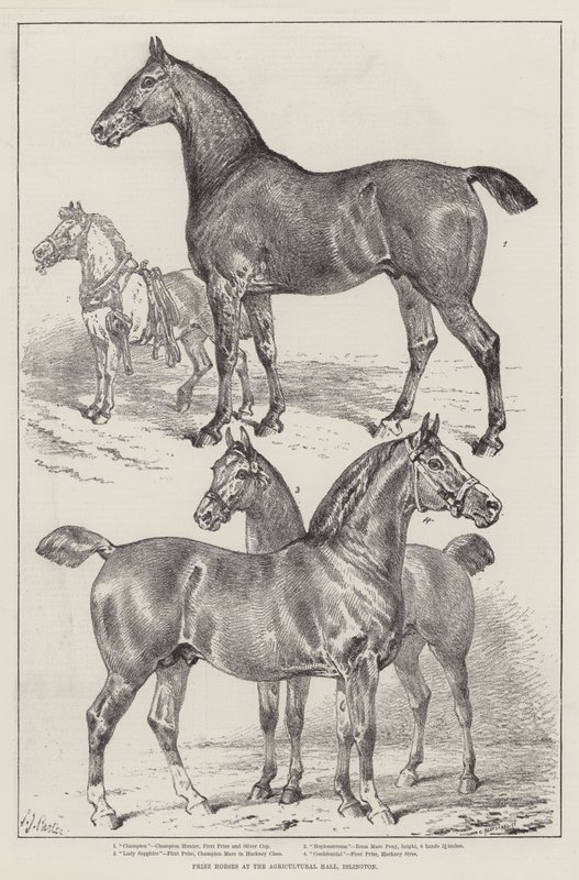 Præmieheste i Agricultural Hall, Islington af Samuel John Carter