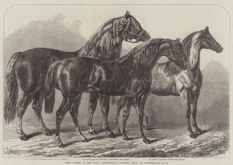 Præmieheste ved Royal Agricultural Society