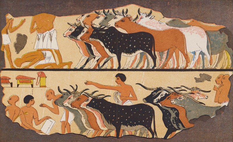 Kvæg, det gamle Egypten (farvelitografi) af School Egyptian