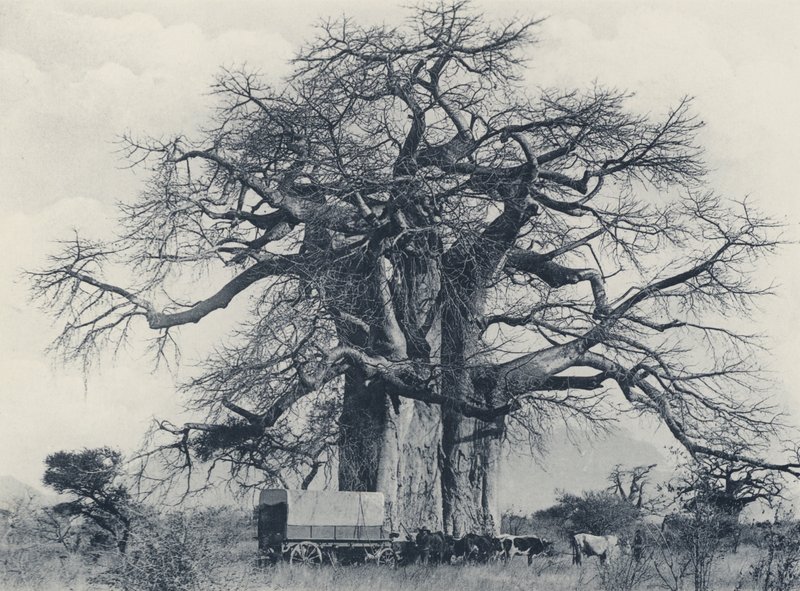 Et baobabtræ (s/h foto) af South African Photographer