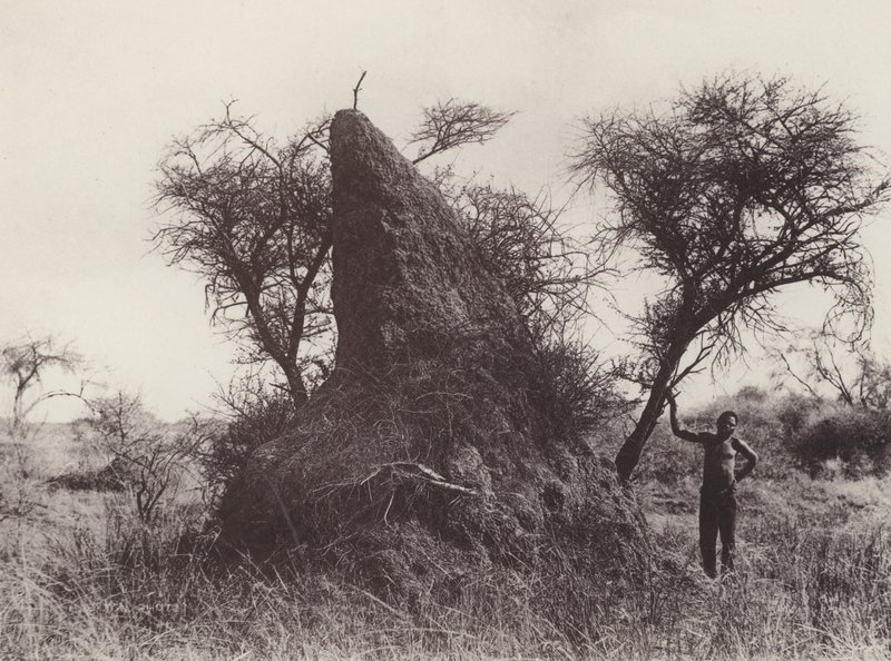 A Mammoth Antheap (s/h foto) af South African Photographer