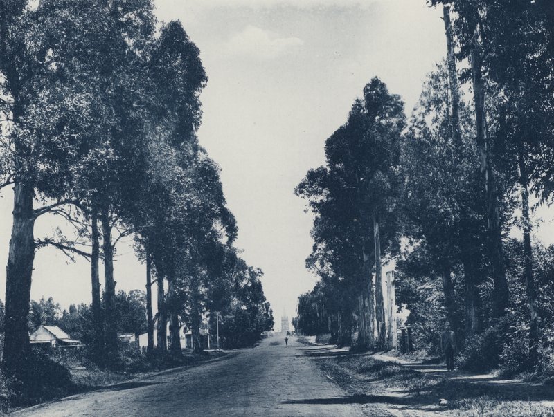 Avenue of Blue Gum Trees, Pretoria (s/h-billede) af South African Photographer
