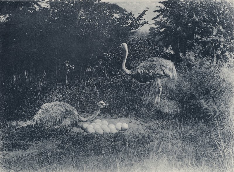 Strudse og æg (s/h foto) af South African Photographer