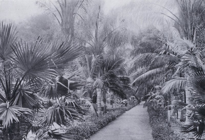 Palm Avenue, Botanic Gardens, Durban (s/h-billede) af South African Photographer