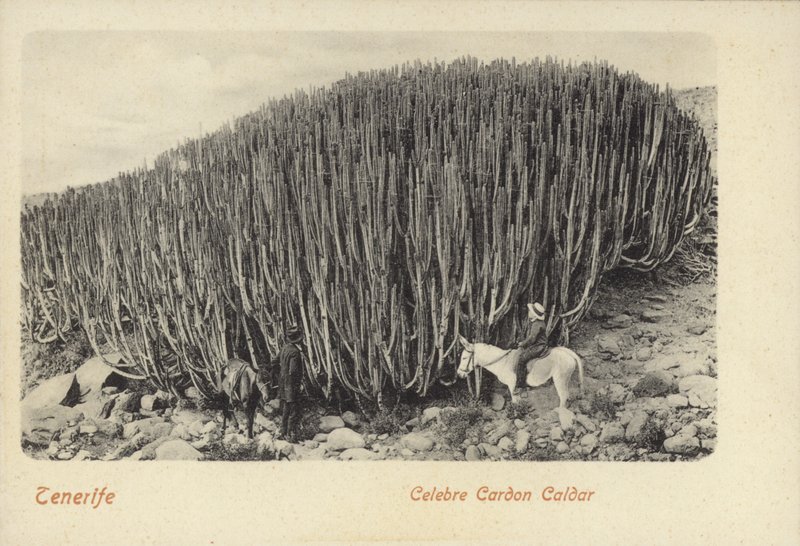 Mænd betragter den berømte kaktus ved Cardon på Tenerife (s/h-foto) af Spanish Photographer