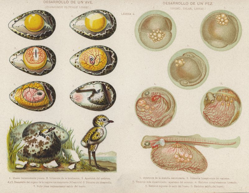 Udvikling af fugle og fisk fra deres æg (chromolitho) af Spanish School