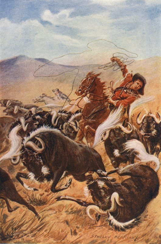 Cowboy fanger moskusokser med lasso (farvelitografi) af Stanley (after) Berkeley