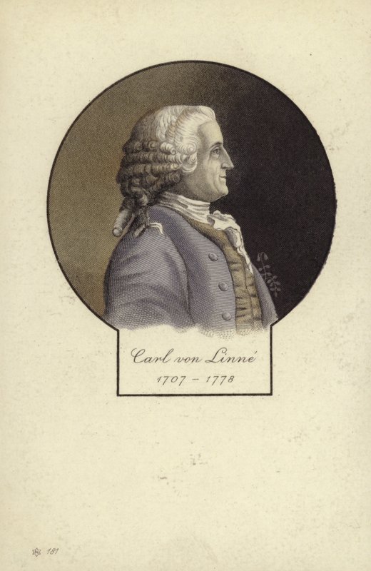 Carl Linnaeus (1707-1778), svensk botaniker og zoolog af Swedish School
