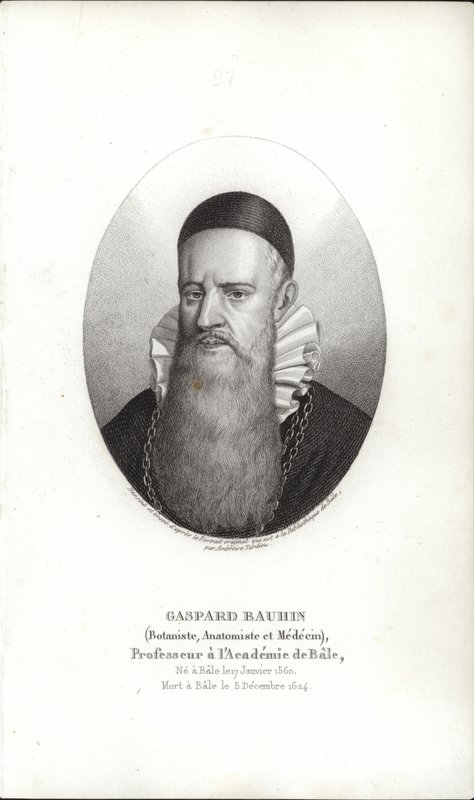 Gaspard Bauhin af Swiss School