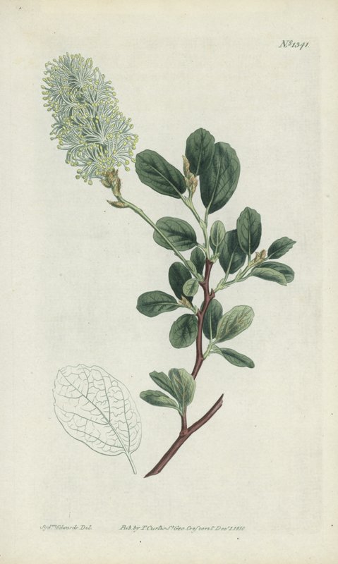 Botanisk gravering af Sydenham Teast Edwards