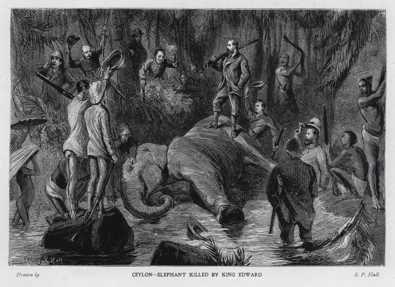 Elefant dræbt af kong Edward VII (litho) af Sydney Prior (after) Hall