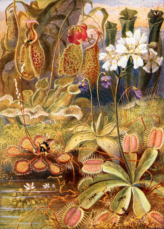 En gruppe kødædende planter, illustration fra 