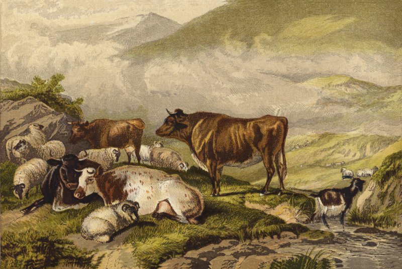 Kvæg af Thomas Sidney Cooper