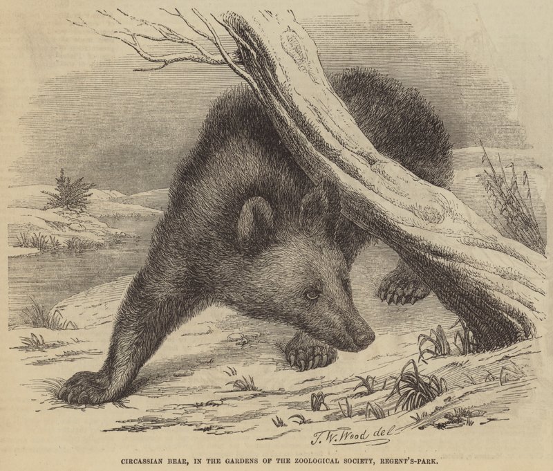 Circassian Bear, i Zoologisk Selskabs haver, Regent