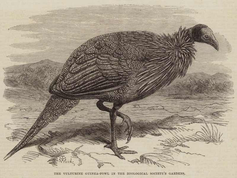 Grib-perlehønen i Zoologisk Selskabs haver af Thomas W. Wood